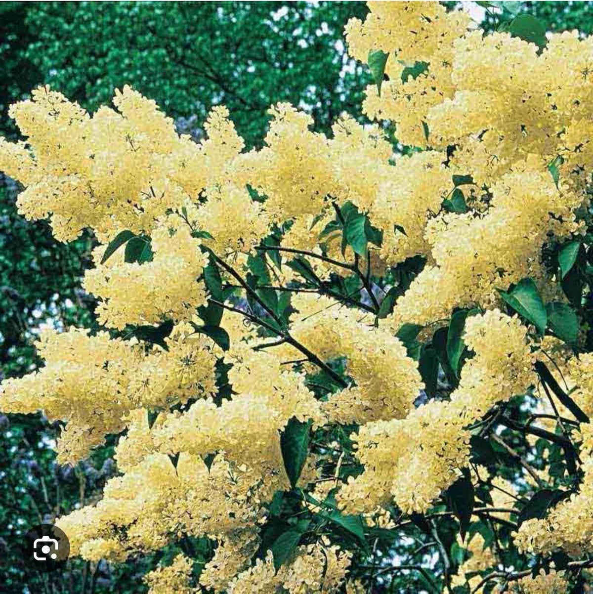 Primrose Lilac Starter Plant 4-8" Tall Light Purple Syringa Vulgaris Well-Rooted Perennial Flowering Shrub