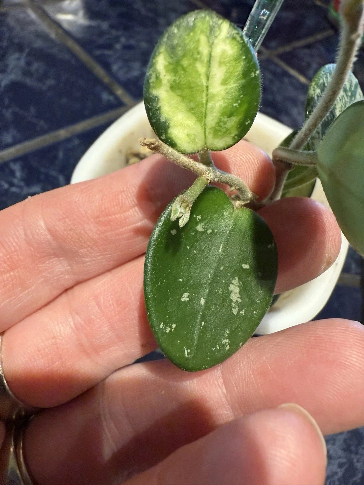 Hoya Mathilde Variegated Cuttings - 2 Leaf Fresh - Hoya carnosa 'Mathilde' - Indoor Houseplant - Easy Care & Propagation