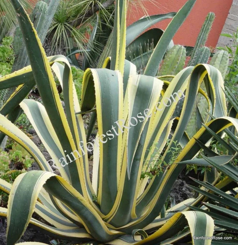 Agave Cuttings 10 Inch Yellow Edge Variegated Succulent Agave americana var. marginata