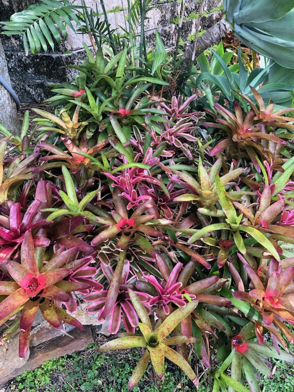 Tropical Bromeliads Plant Collection - 5 Assorted Potted Varieties - Neoregelia, Billbergia, Aechmea - Indoor Decor
