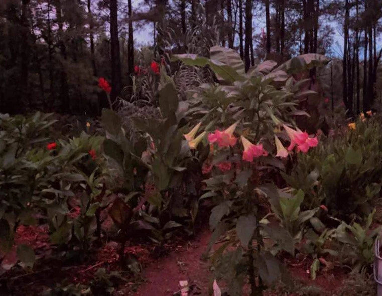 Versicolor Peach Pink Angel Trumpet Cuttings - 2 Unrooted Cuttings - Brugmansia versicolor - Tropical Garden Plant