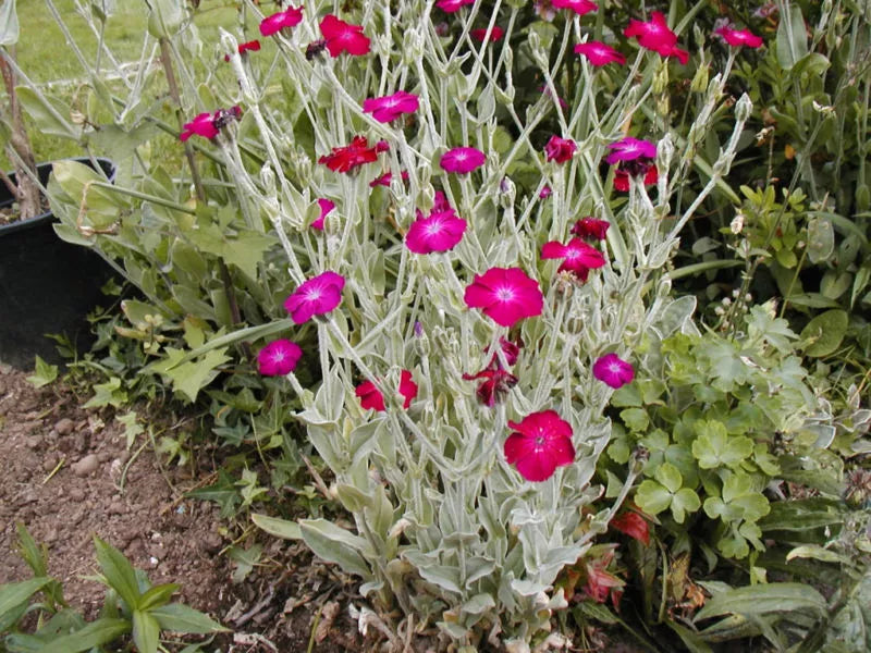 Rose Campion Seeds - 150 Seeds - Pink Perennial - Lychnis coronaria - Attracts Butterflies, Easy to Grow, Summer Blooms