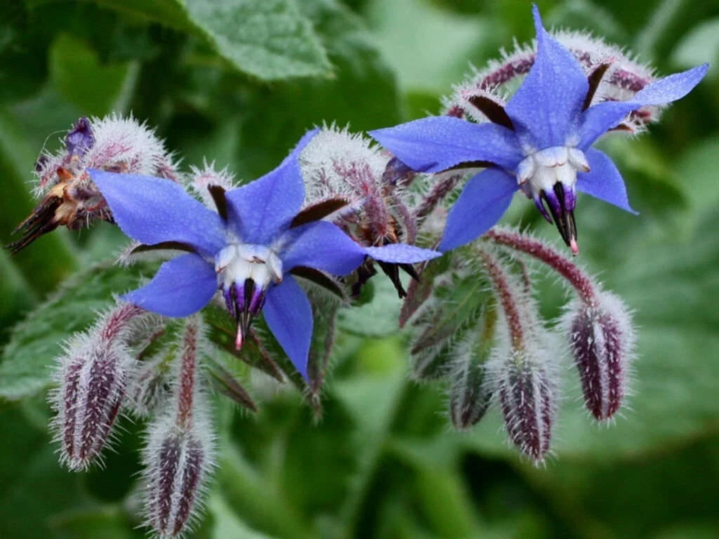Borage Herb Seeds - 50+ Heirloom NON-GMO - Pest Repellent - Borago officinalis - Vibrant Blue Flowers