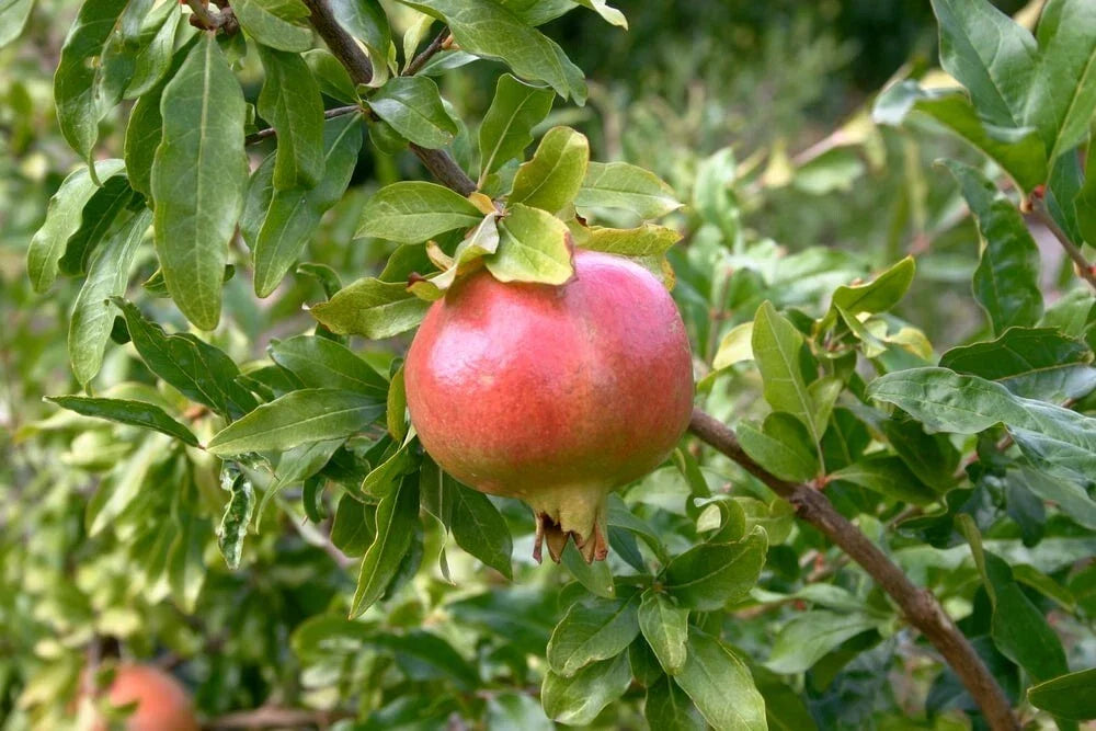 Pomegranate Tree Cuttings - 5 Fresh Cuttings - Wonderful Variety - Punica granatum - Easy to Grow, Free Shipping US
