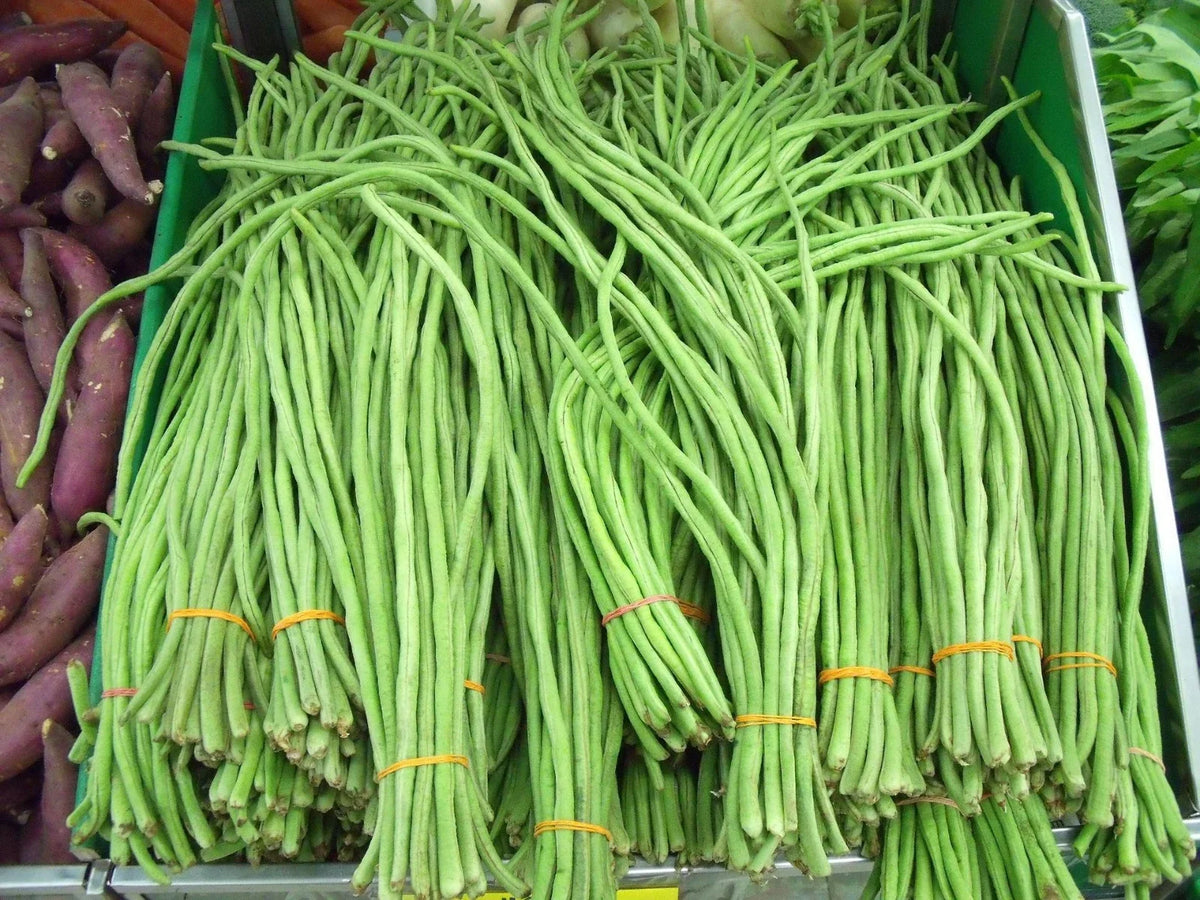 Yard Long Bean Seeds - 120 Heirloom Organic Seeds - Dark Green Vigna unguiculata - Fresh Vegetable Garden Plant