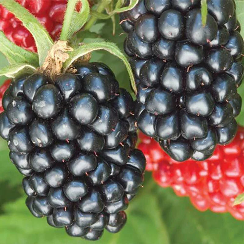 Thornless Blackberry Plant - 3-Year-Old Live Rooted - Rubus fruticosus 'Apache' - Sweet Juicy Blackberries for Garden