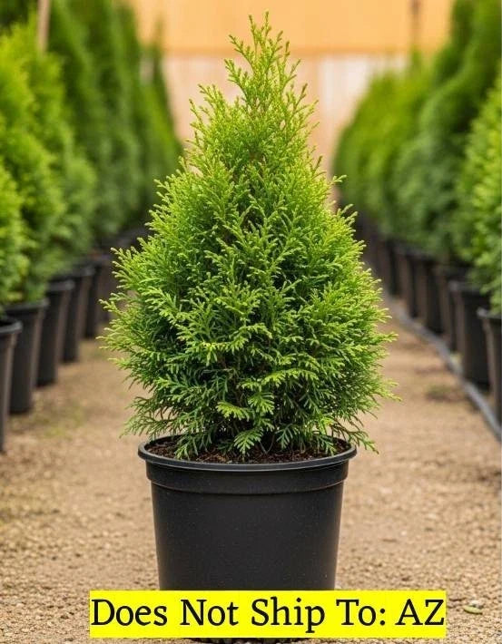 Evergreen Thuja Tree 2-3 ft Fast Growing Privacy Plant - Thuja plicata 'Green Giant' - Hardy Garden Tree for Small Spaces