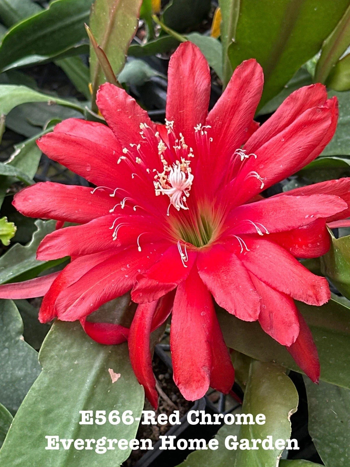 Epiphyllum Orchid Cactus 4” Starter Pot Red Chrome - Easy Care Tropical Succulent, Epiphyllum oxypetalum, Exotic Houseplant