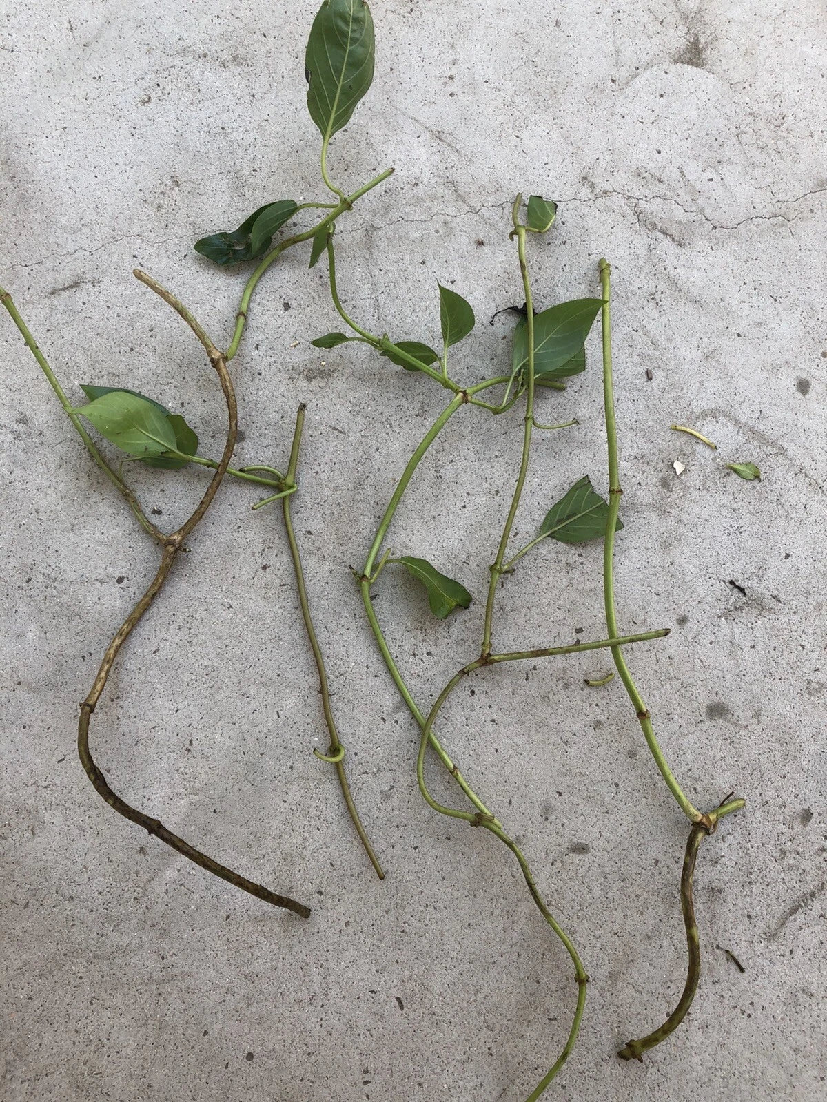 Skunk Vine Cuttings - 5 Fresh Cuttings for Planting - Paederia foetida - Easy to Grow, Fast-Growing Climbing Vine