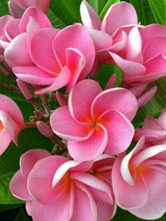 Pink Plumeria Seeds - 5 Pack - Frangipani (Plumeria rubra) - Hawaiian Flower Lei - Perennial Garden Plants