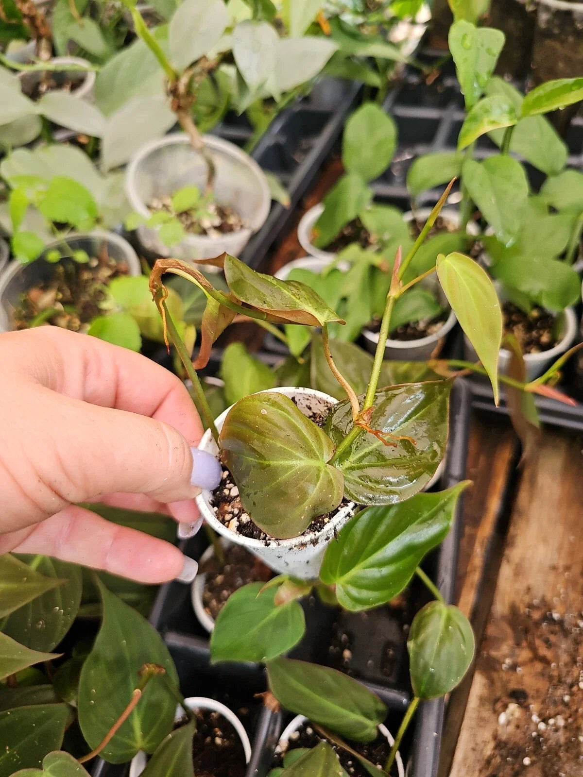 Philodendron Micans Live Plant - 2 Inch Pot, Trailing Houseplant, Velvety Green & Bronze Leaves, Philodendron hederaceum var. micans