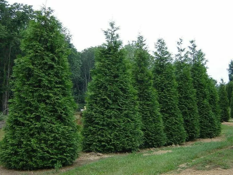 Green Giant Arborvitae Starter Plants Set of 2 - Thuja Standishii Plicata - Fast-Growing Evergreen for Hedges and Screens