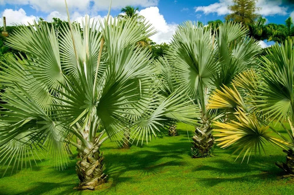Mexican Fan Palm Tree Seeds 15 Pack - Washingtonia Robusta - Premium Quality Tropical Landscaping Plants