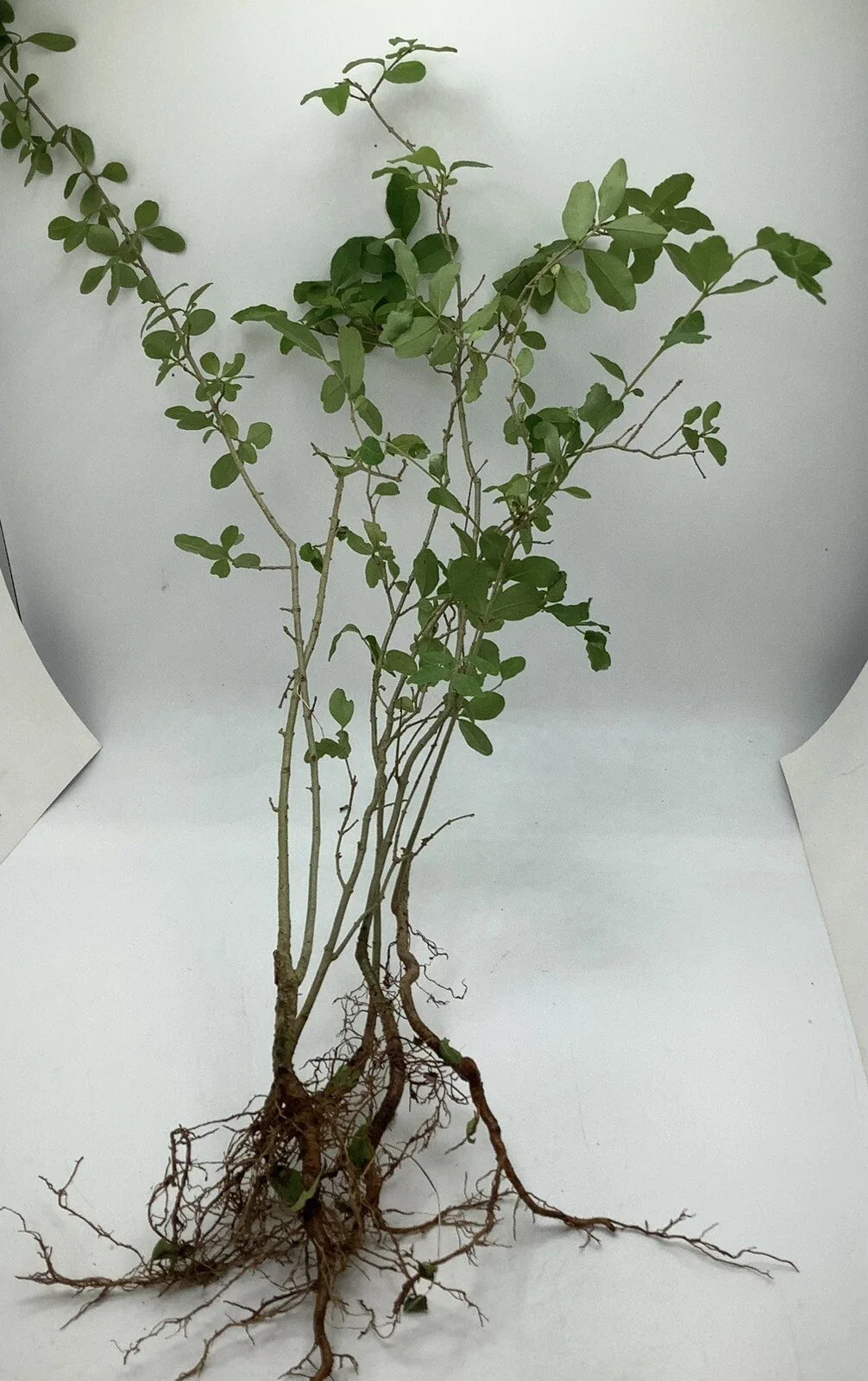 30 Bare Root Chinese Privet Hedge Starts 8-12 Inches - Ligustrum sinense - Fast-Growing Privacy Screen Plants