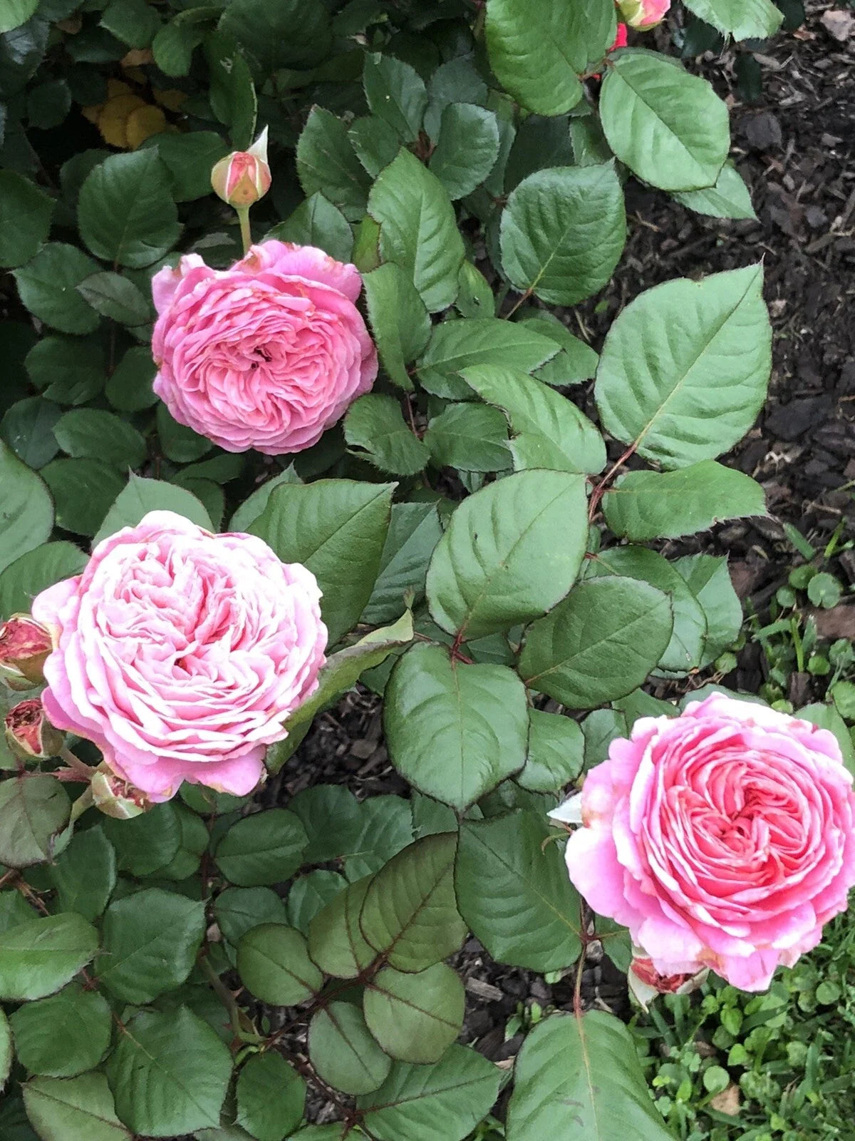 10 Inch Rose Cuttings - Queen of Elegance, Pink Variety, Rosa 'Queen of Elegance' - Set of 4