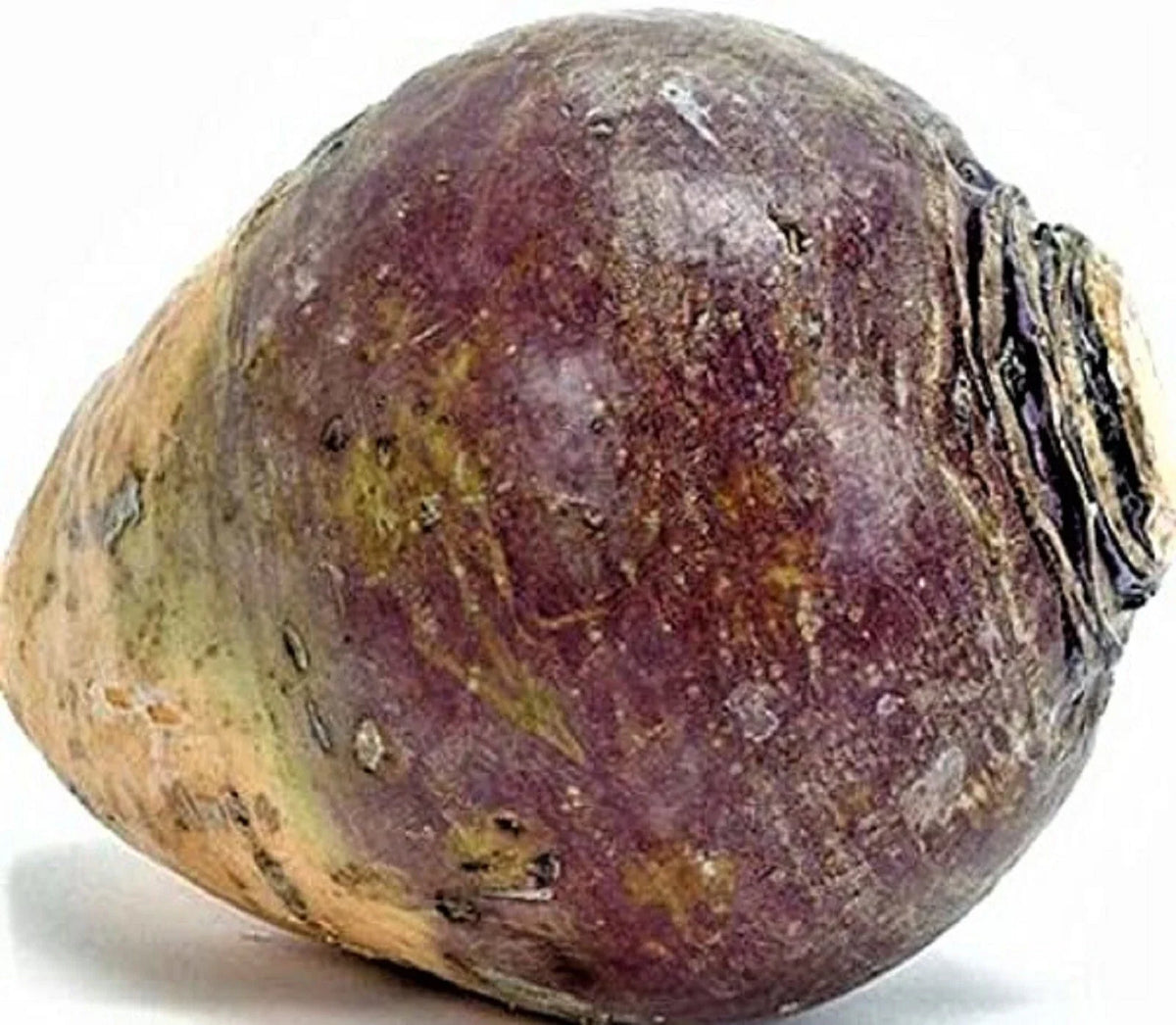 Rutabaga Seeds 500+ Count Non-GMO American Purple Top Brassica napus for Home Gardeners and Vegetable Enthusiasts