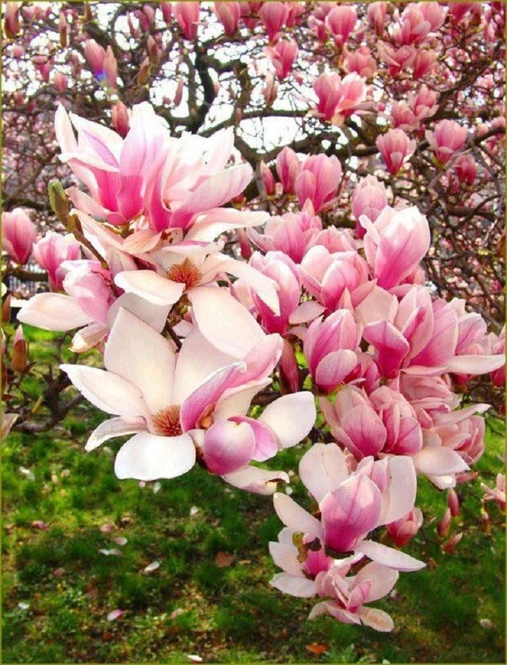 Light Pink White Magnolia Seeds - 5 Fragrant Seeds for Lily Flower Tree - Magnolia x soulangeana - US Seller