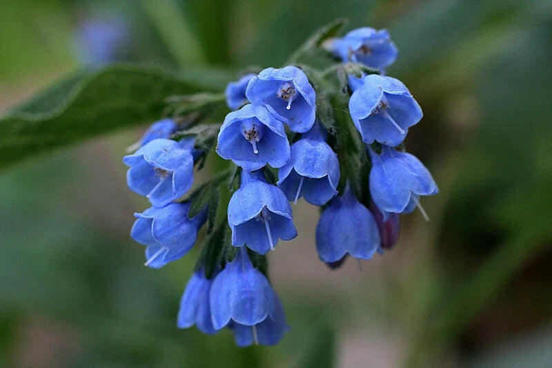 Virginia Bluebells Plants - 2 Shade Loving Perennials - Mertensia virginica - Winter Hardy for Woodland Gardens
