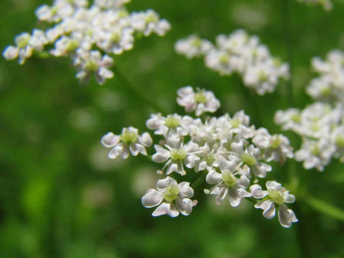 Anise Herb Seeds - 300+ Heirloom Non-GMO Licorice Flavor - Pimpinella anisum - Organic Gardening USA Grown