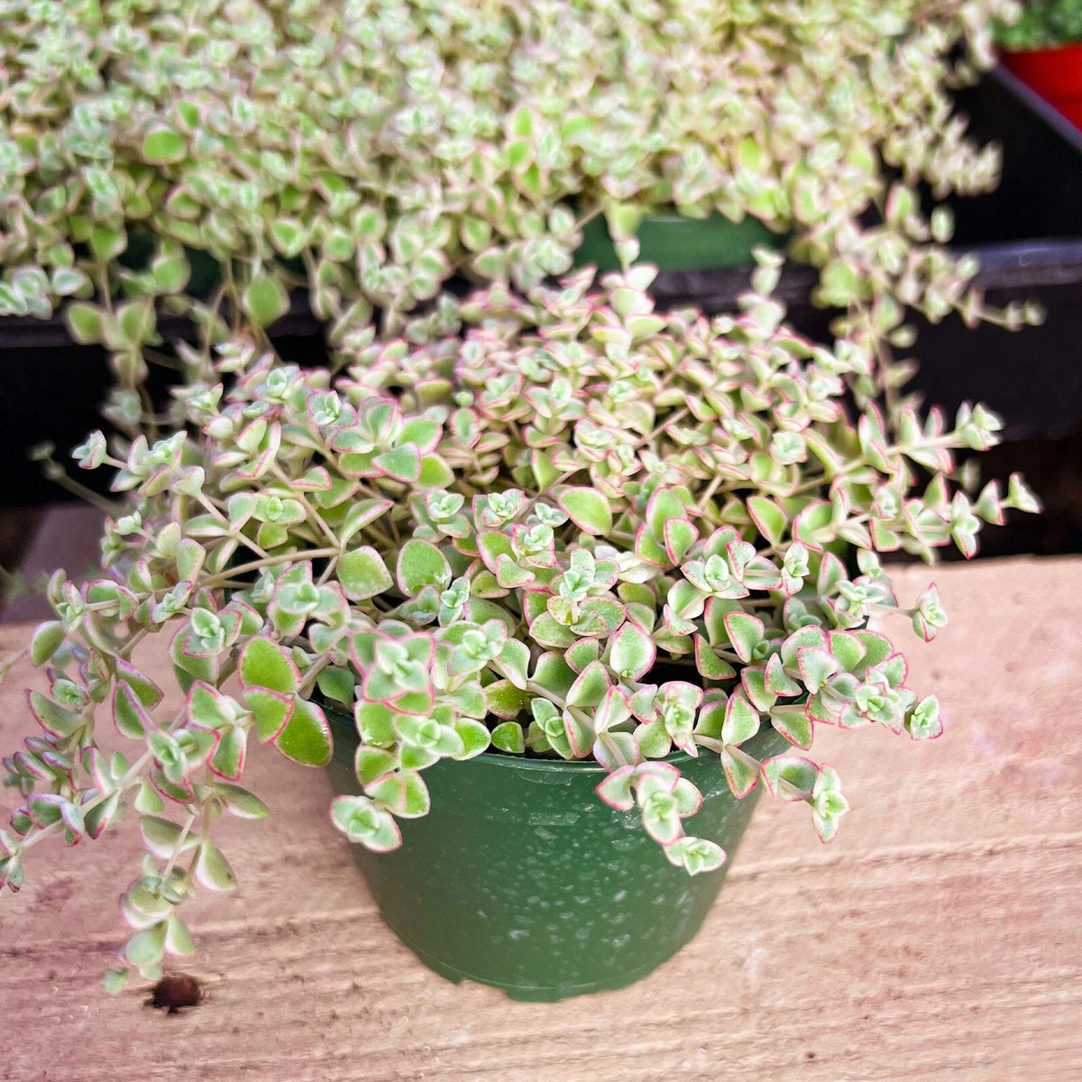 Crassula Sedum 'Little Missy' Succulent Plant in 4 Inch Pot | Crassula perfoliata var. falcata | Indoor Greenery Decor