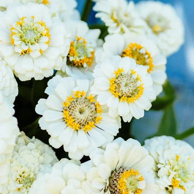 Pumila White Zinnia Seeds - 100+ Seeds for Garden Planting - Zinnia elegans - Easy to Grow Annual Flowers