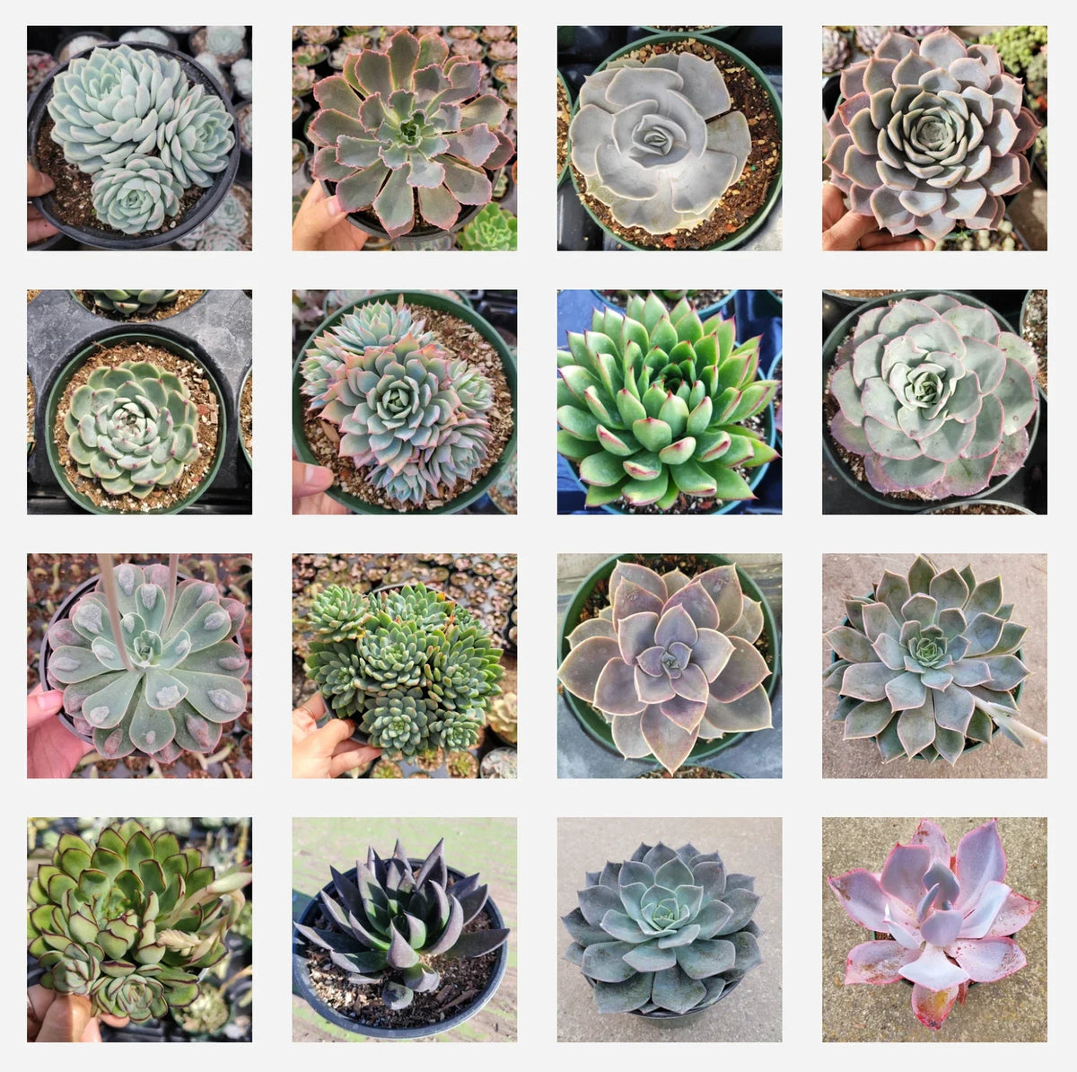 Assorted Succulent Set in 6" Pots - Diverse Varieties for Home Decor - Easy Care Succulent Plants - Various Species