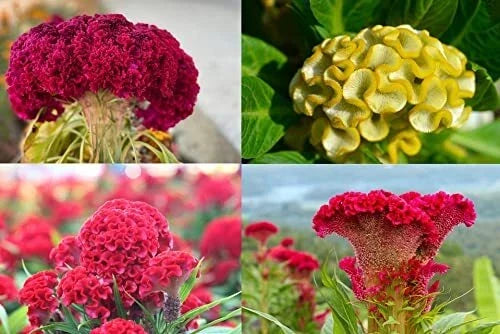 Cockscomb Seeds, Mixed Colors, Non-GMO, Celosia Argentea - Vibrant Garden Flowers, Easy to Grow, Made in USA