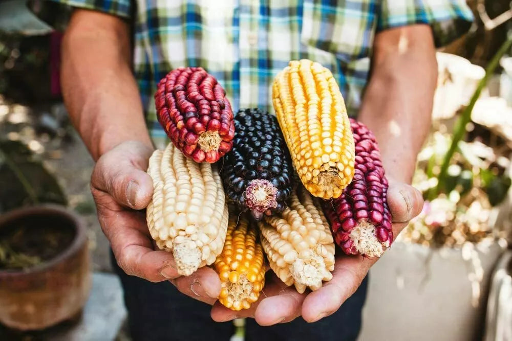 Exotic Maize Mix Seeds 30 Count - Blue Red White Yellow Varieties - Zea mays - Colorful Garden & Culinary Delight