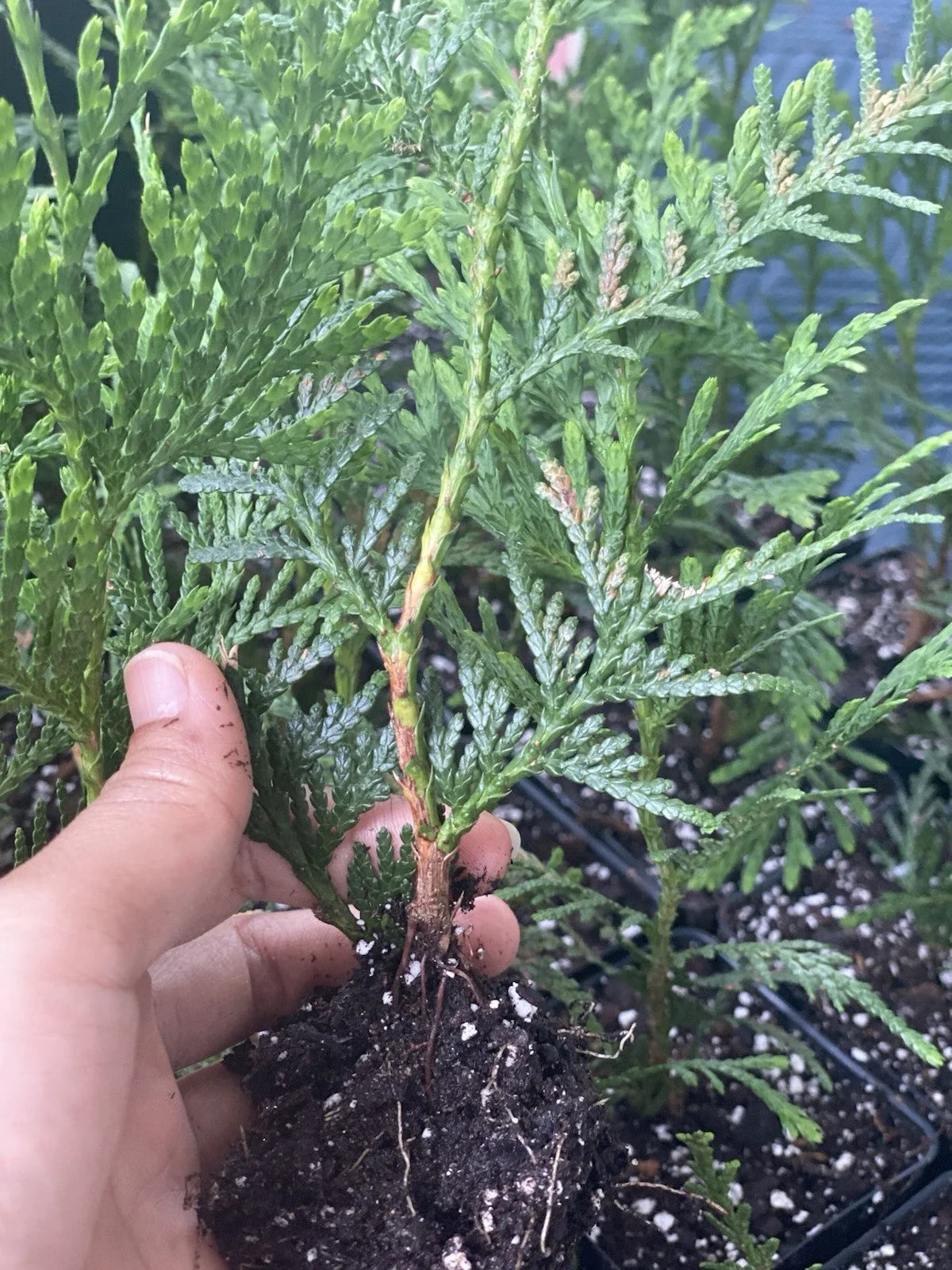 Rooted Starter Plant 10 Pack Green Giant Arborvitae 6-7 Inches Thuja standishii x plicata for Garden Privacy Screening