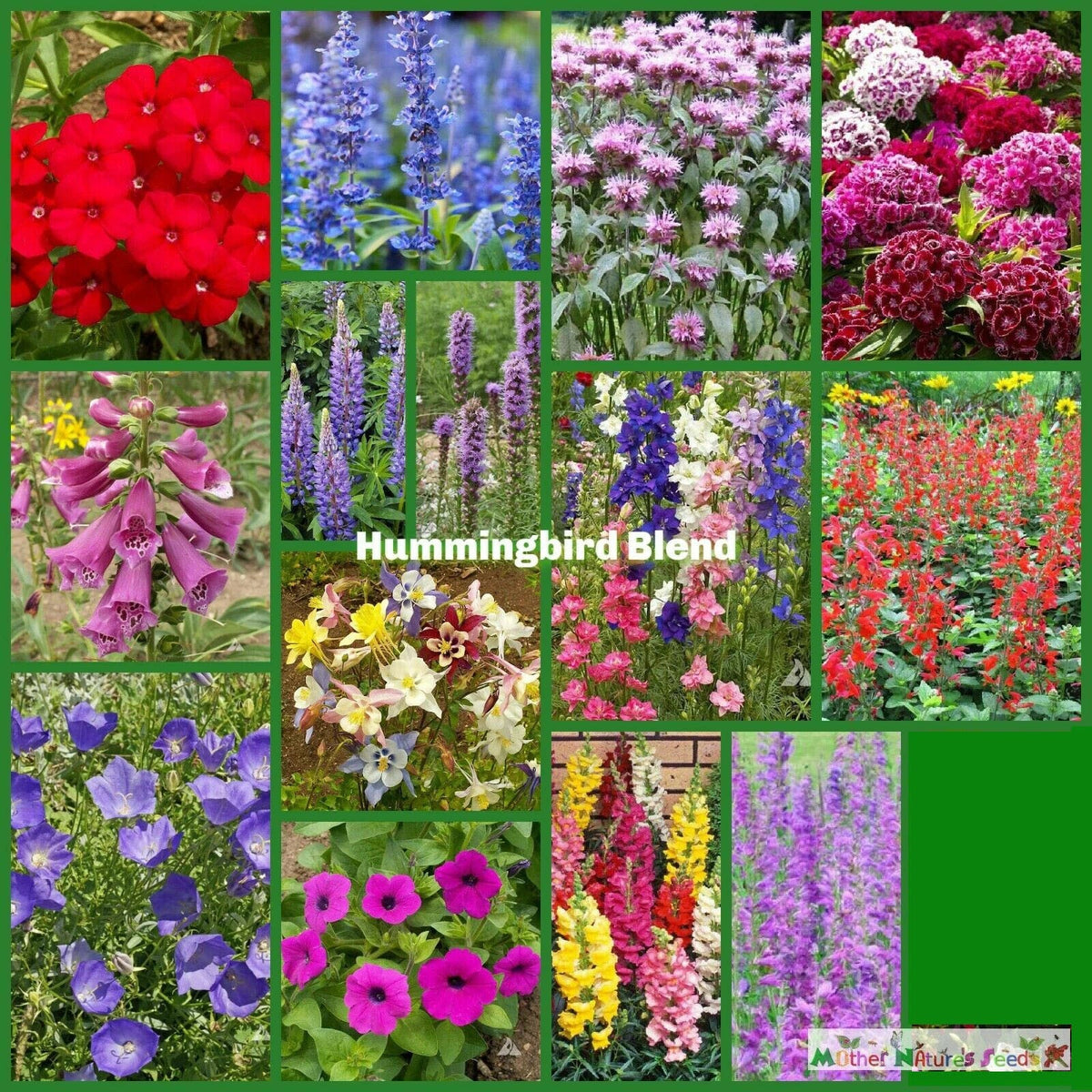 Wildflower Seed Mix - 5000 Seeds - Hummingbird Nectar - Non-GMO Native Variety - Pollinator Friendly Garden Seeds