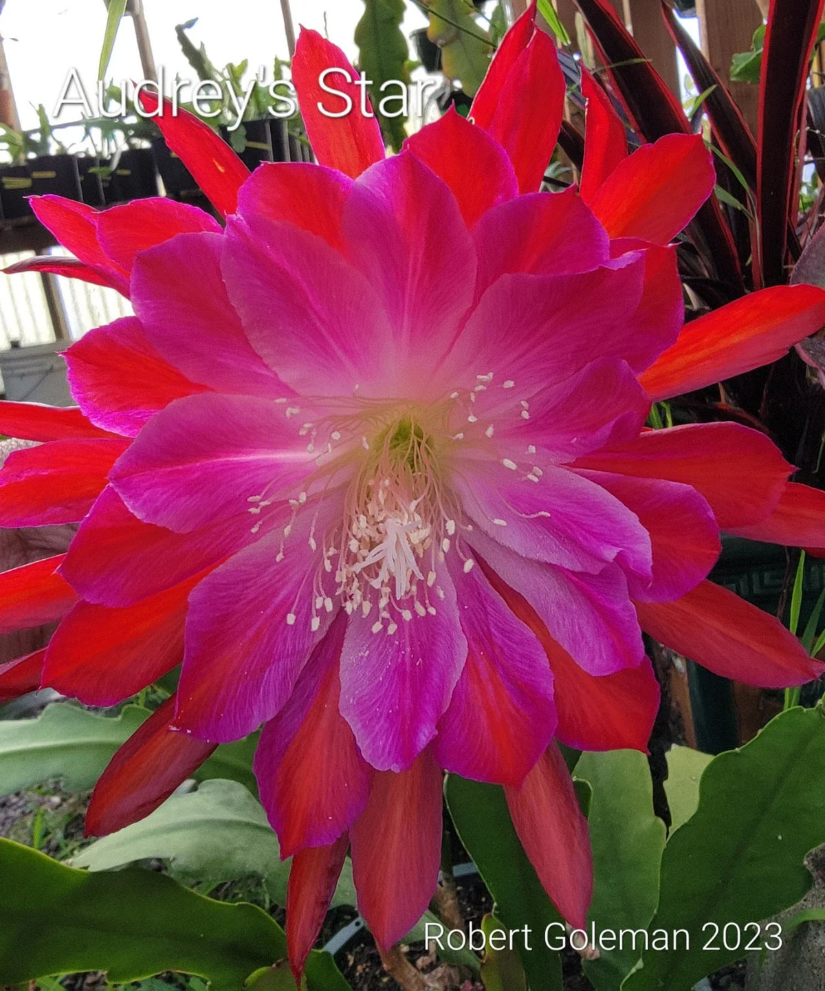 Epiphyllum Cutting - Unrooted - Audrey's Star - Rare Orchid Cactus - Unique Indoor Plant for Propagation - Epiphyllum spp.
