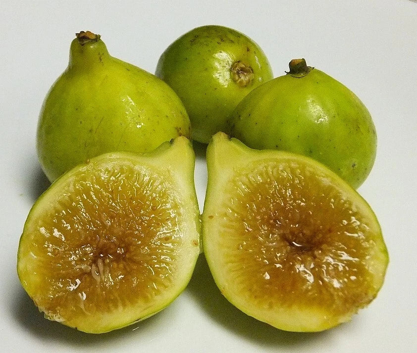 Kadota Fig Plant - Live Rooted Self-Pollinating Potted Plant - Ficus carica 'Kadota' - Perfect for Zones 7-9 Gardening