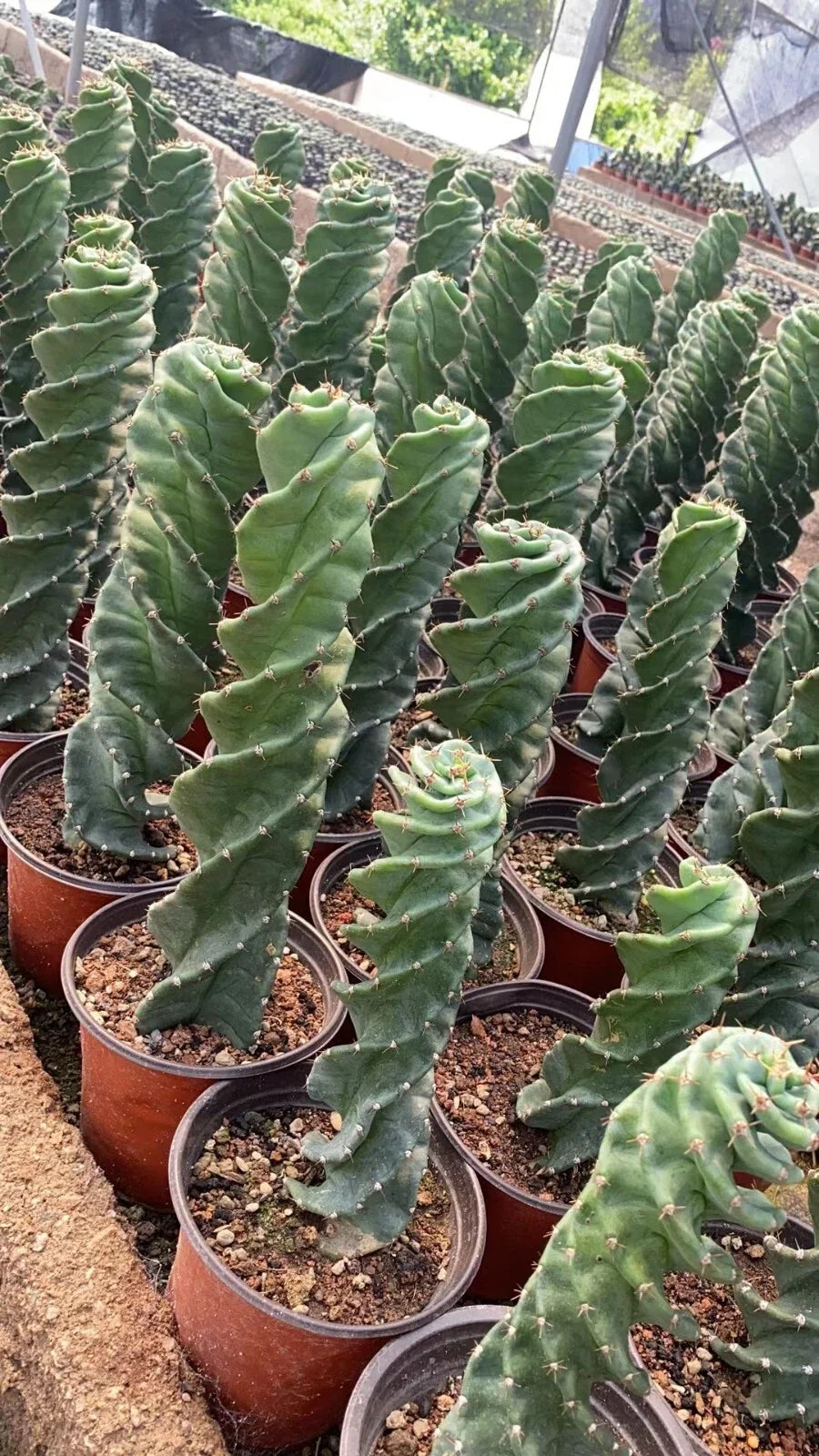 Cereus Forbesii Spiral Cactus Live Plant - Unique Indoor Succulent - Rare Spiral Growth - Perfect for Home Decor