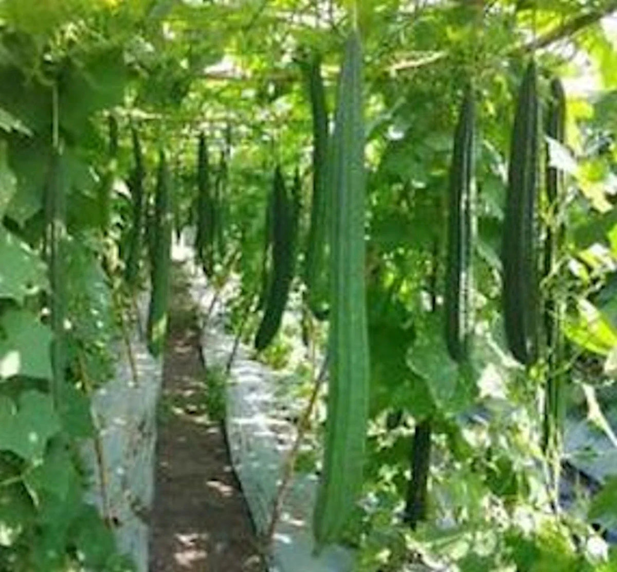 Ridged Gourd Seeds - 12 Pack Angled Luffa Chinese Okra Luffa acutangula - Non-GMO, Fast-Growing, Ideal for Cooking and Crafting