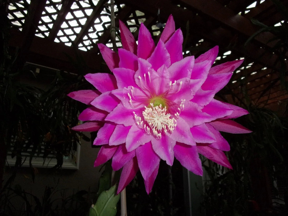 Epiphyllum Cutting - Kiwi Fanfare - Unique Orchid Cactus - Epiphyllum spp. - Indoor Gardening Plant for Propagation