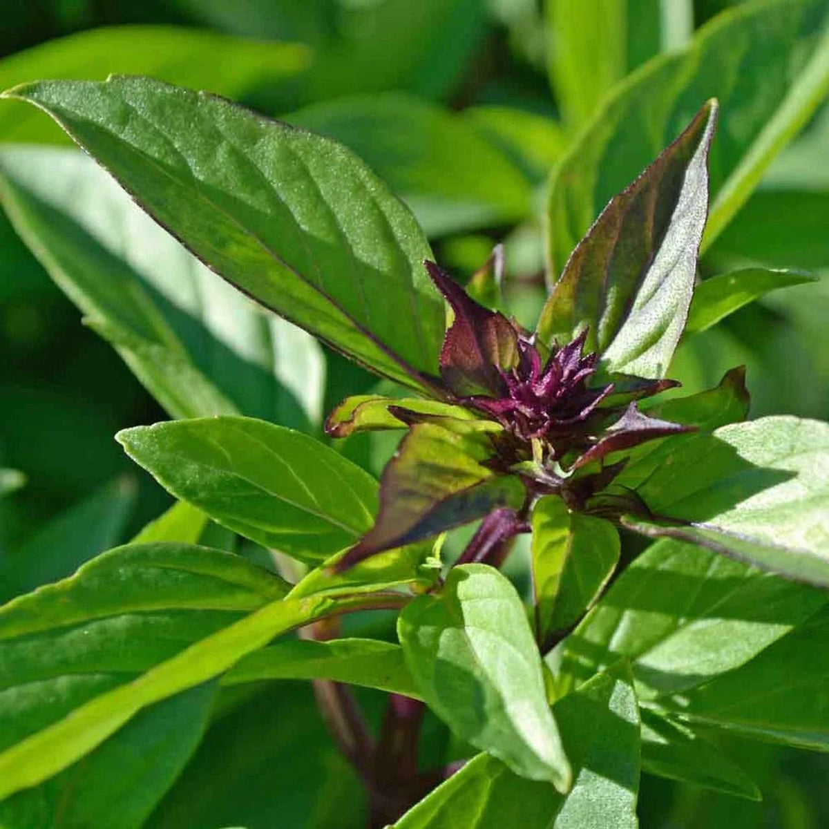 Thai Basil Seeds 500+ Count - Ocimum basilicum var. Thai - Non-GMO Herb for Culinary Use - Ideal for Home Gardening
