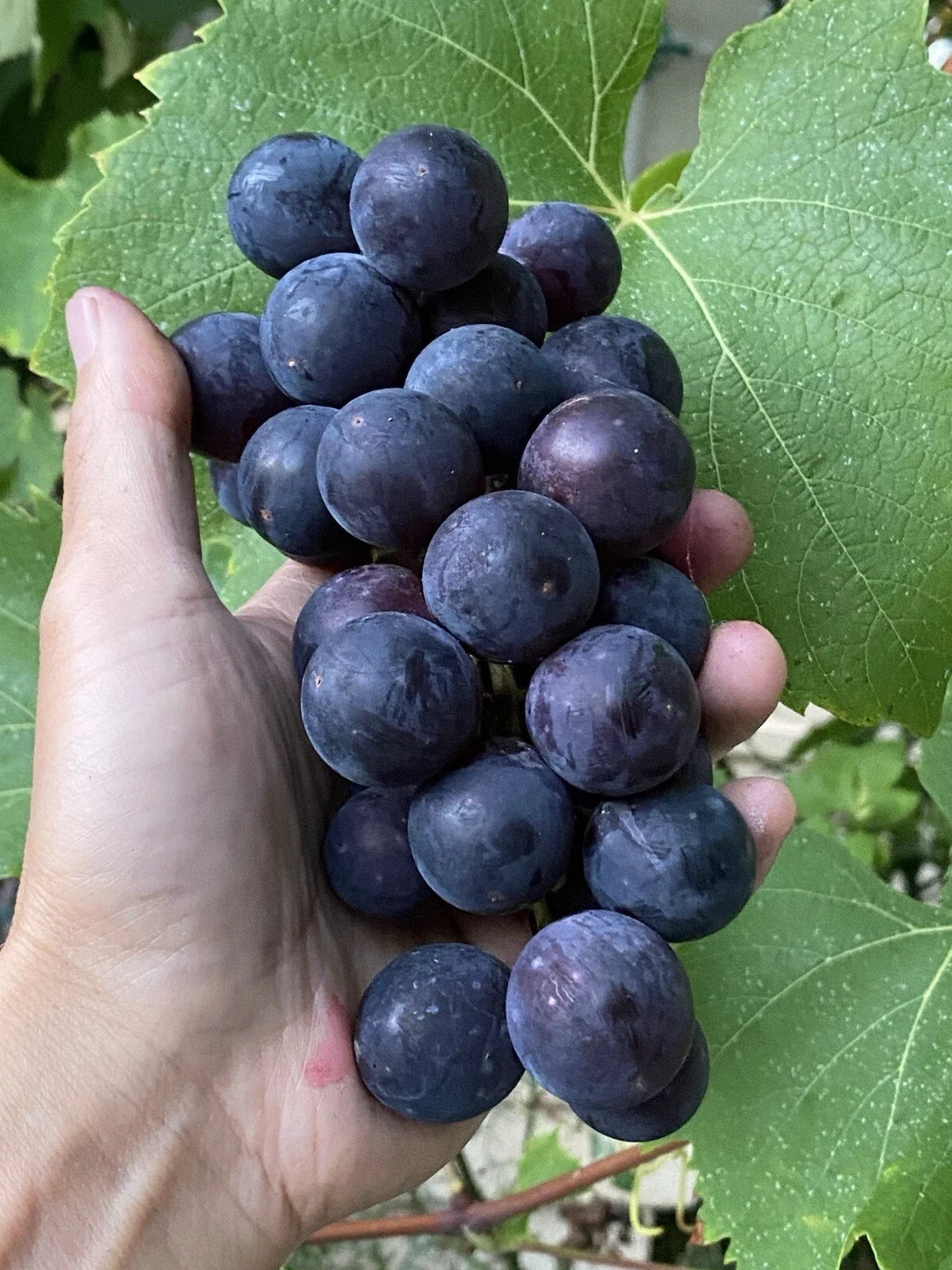 Everest Grape Cuttings - 4 Healthy Cuttings with 2-3 Nodes for Grafting - Vitis vinifera 'Everest' - Ideal for Home Gardens