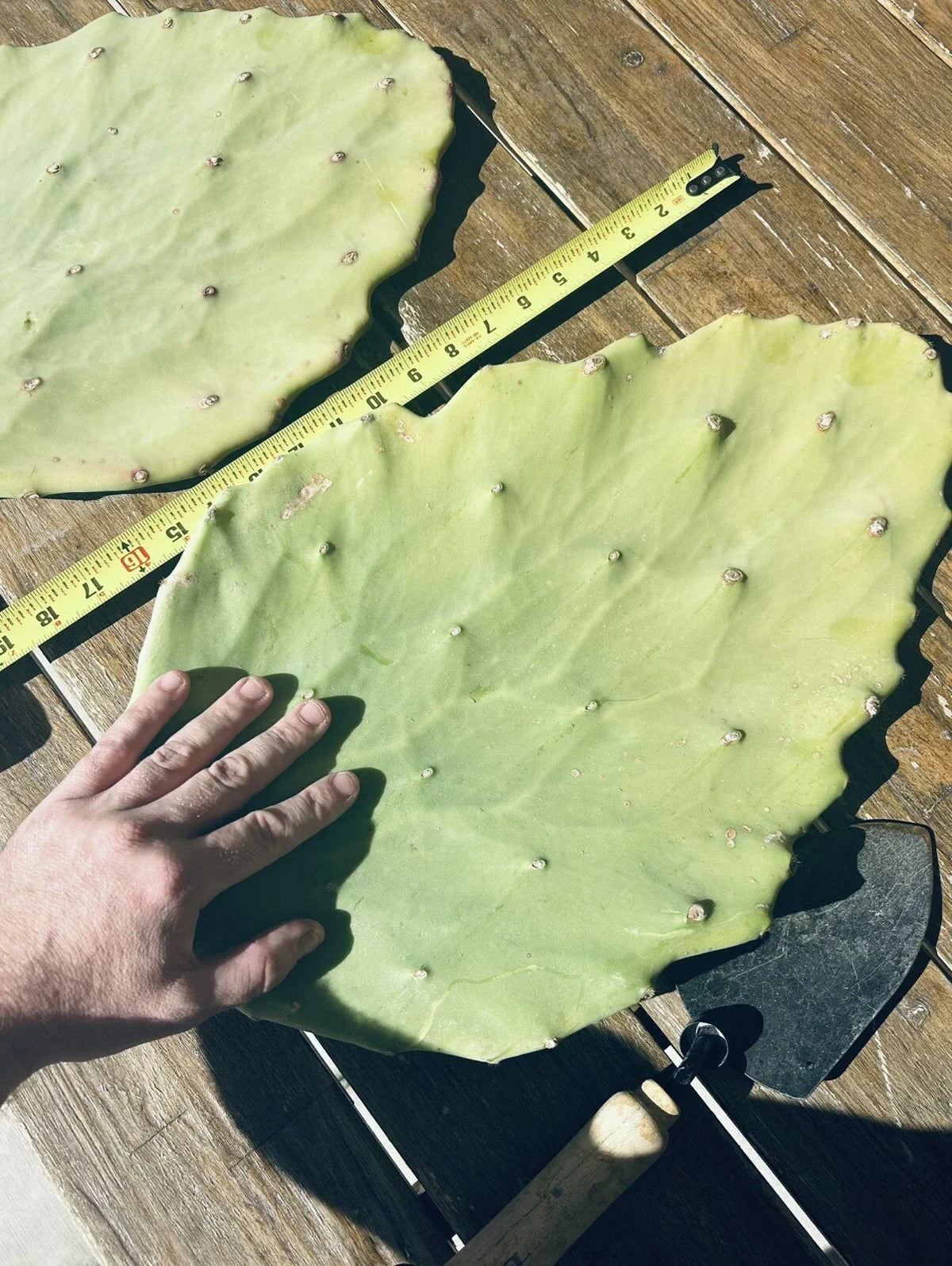 Opuntia Gomei Cuttings - Old Mexico Pear Cactus Pads (6"-10") - Drought-Tolerant Succulent for Home Garden Decor