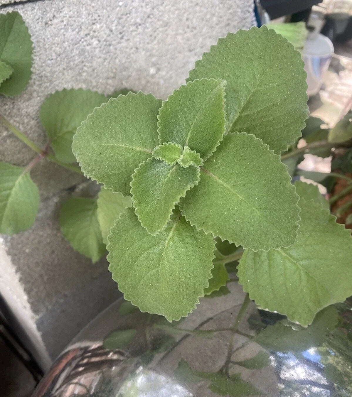 Cuban Oregano Plants - 3 Rooted Cuttings + 10 Bonus Leaves - Plectranthus amboinicus for Culinary Use and Gardening
