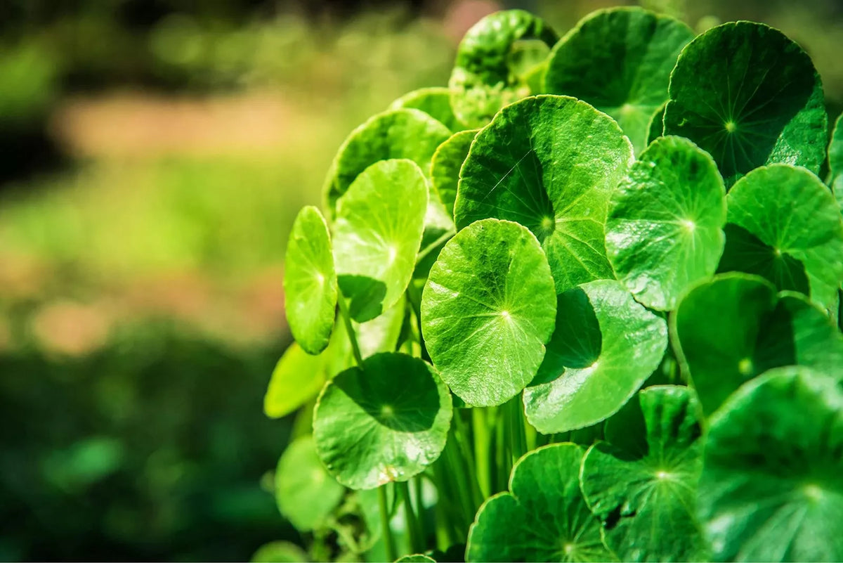 Gotu Kola Seeds 50 Pack - Organic Centella asiatica Herbal Gardening Seeds for Planting, Lush Green Leaves