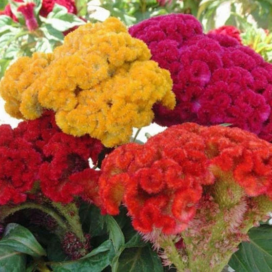 Celosia Seeds Mix | Non-GMO Flower Seeds | Cristata Variety | Celosia argentea | Vibrant Garden Colors