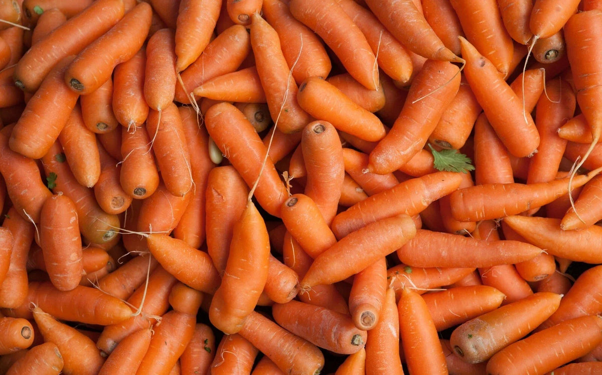 Tendersweet Carrot Seeds - 1000 Seeds - Organic Heirloom Variety - Daucus carota sativus - Sweet Flavor for Home Gardening