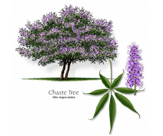 12 Vitex Agnus-Castus Cuttings - Blue-Purple Chaste Tree Cuttings for Rooting - Drought-Tolerant Garden Plants