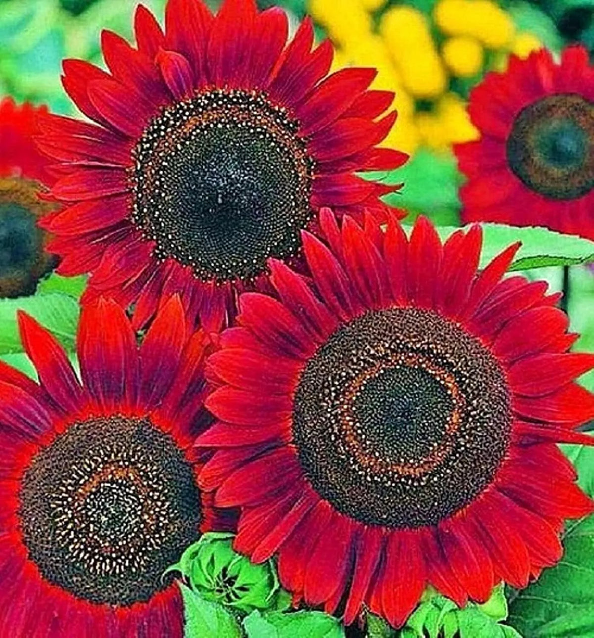 Sunflower Seeds for Planting - 50 Count - Easy to Grow Helianthus annuus - Bright Yellow Blooms for Garden and Pollinators