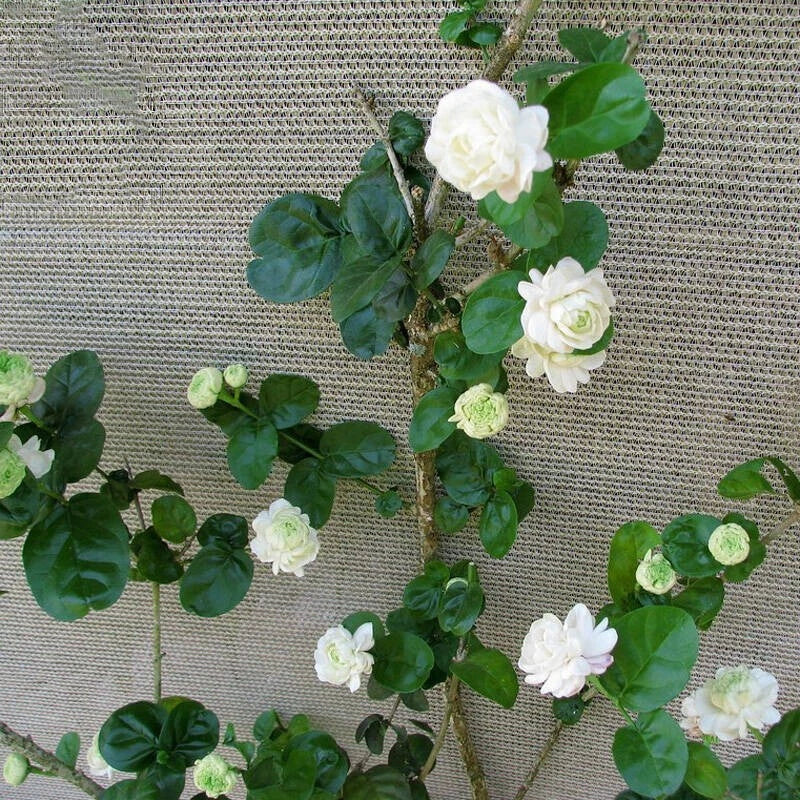 Arabian Sambac Jasmine Plant 6-9" Duke of Tuscany Double Flower Fragrant Live Plant Jasminum sambac