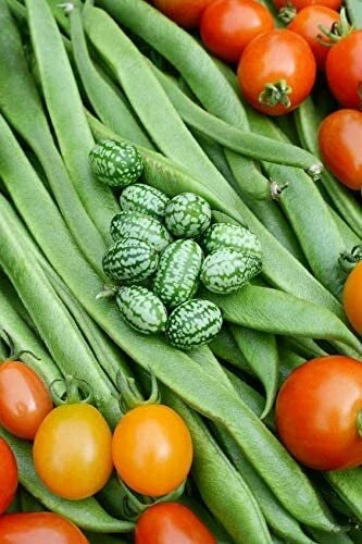 Cucamelon Seeds 20 Pack - Mexican Sour Gherkin - Melothria scabra - Non-GMO, USA Grown, Unique Flavor for Gardens