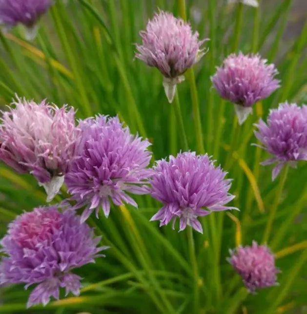 Chives Seeds 500 Non-GMO Culinary Herb Allium schoenoprasum Perennial Garden Plant