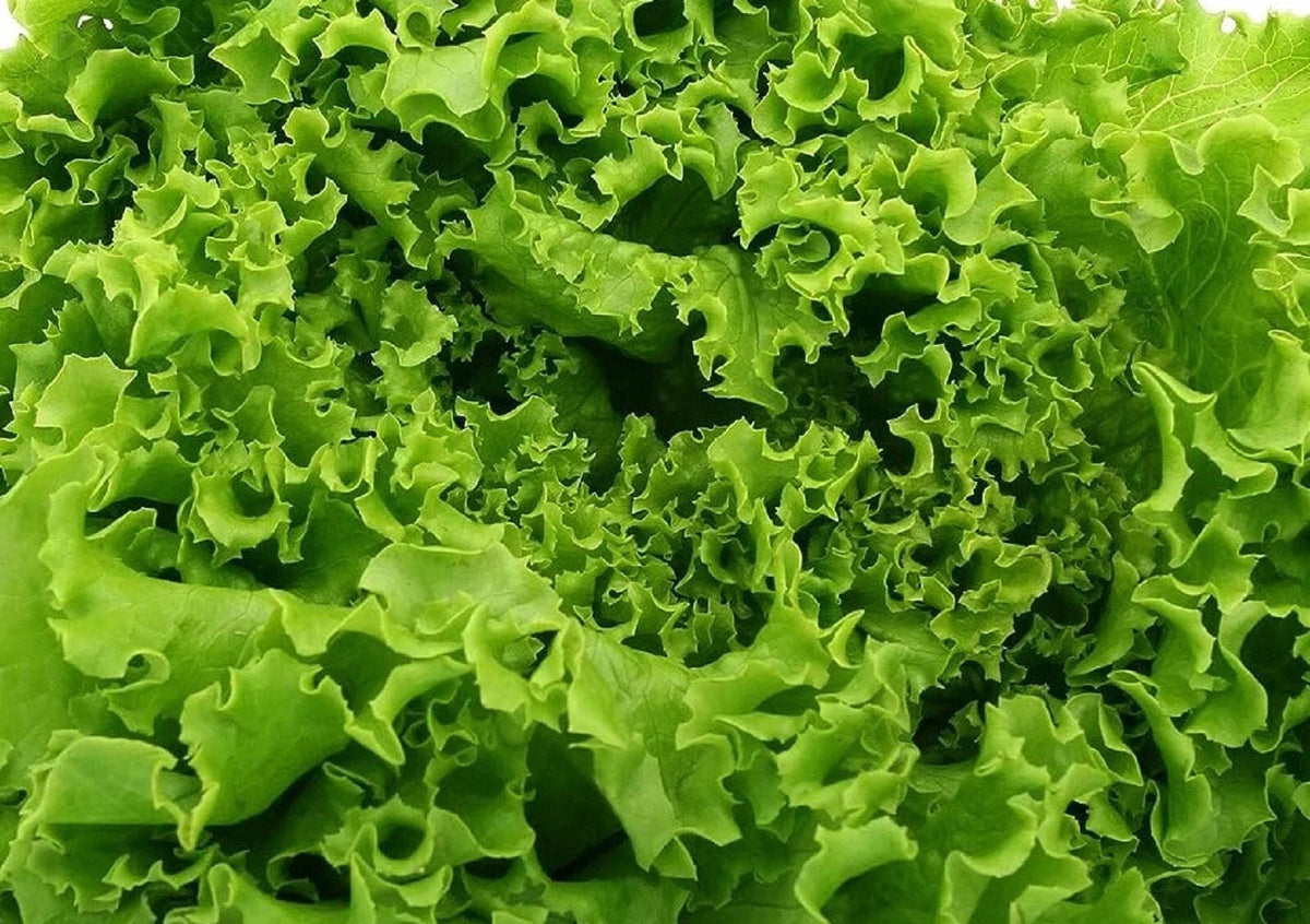 Waldmann's Green Lettuce Seeds 500+ Non-GMO Heirloom for Home Gardening (Lactuca sativa) - Crisp Leafy Greens