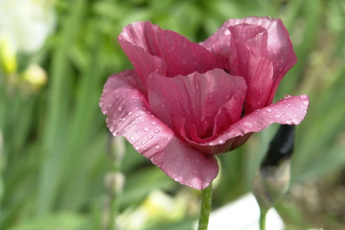 Giant Purple Poppy Flower Seeds 100 Pack - Papaver somniferum - Wildflower Seeds for Vibrant Garden Blooms