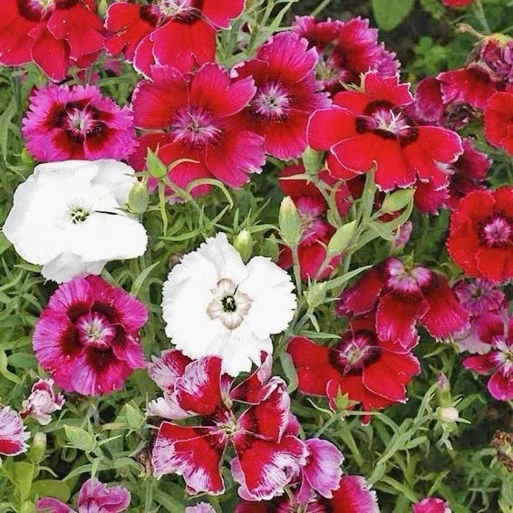 Baby Doll Dianthus Seed Mix - 300+ Seeds - Colorful Annual Flowers - Dianthus chinensis - Perfect for Containers & Pollinators
